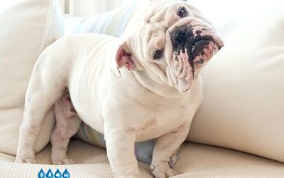 ¿Cada cuánto debemos bañar a nuestro perro?