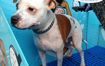 Cuidado y bienestar para mascotas